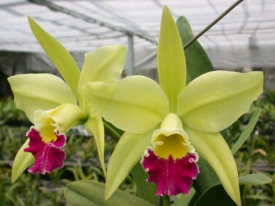 Brassolaeliocattleya Greenwich 'Elmhurst' AM/AOS