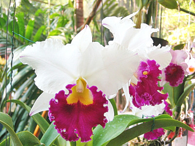 Brassolaeliocattleya Chong-Guu Swan