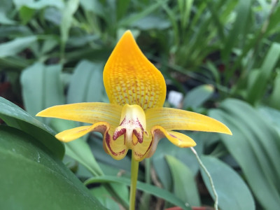 Bulbophyllum dearai (Jgpfl.)