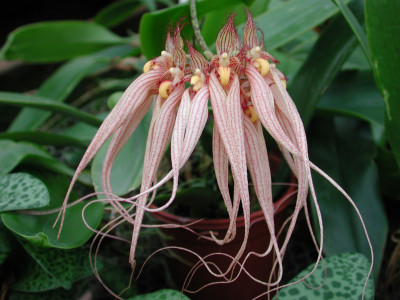 Bulbophyllum Louis Sander