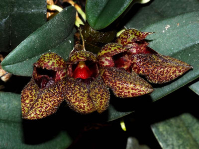 Bulbophyllum frostii