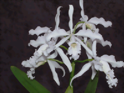 Cattleya maxima 'coerulea'