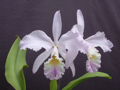 Cattleya labiata 'Chrystallina'