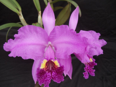 Cattleya lueddemaniana 'Purple Heart'