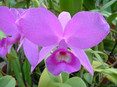 Cattleya skinneri 'Feuer'