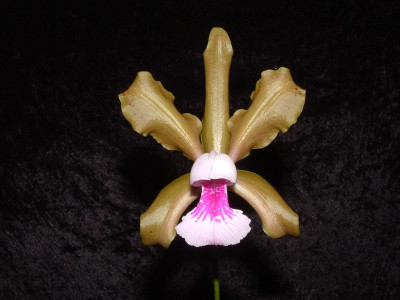 Cattleya tenuis