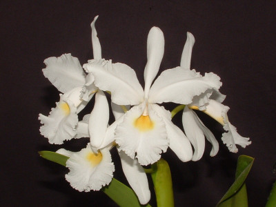 Cattleya warszewiczii 'alba'