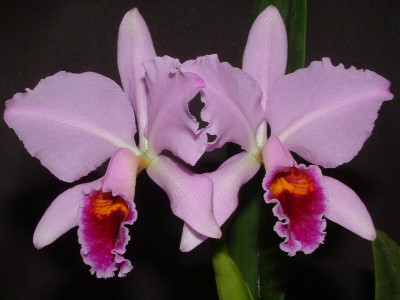 Cattleya percivalliana 'Graue'