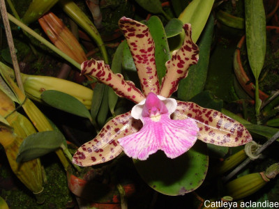 Cattleya aclandiae