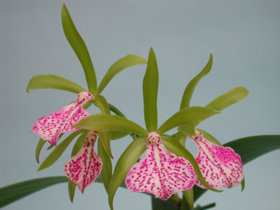 Cattleya Binosa 'Wabush Valley' AM/AOS