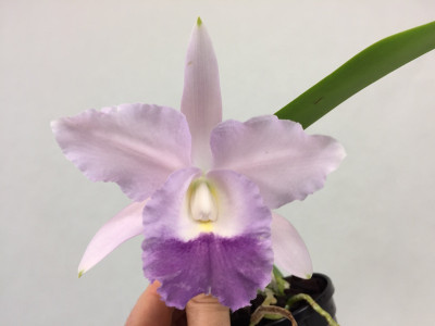 Cattleya Blue Velvet 'Surprise'