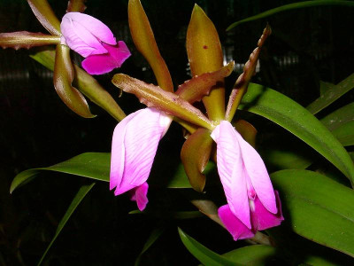 Cattleya dormaniana