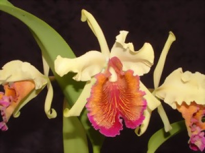 Cattleya dowiana 'aurea'