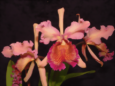 Cattleya dowiana 'rosita'