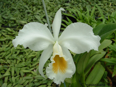 Cattleya gaskelliana 'alba'