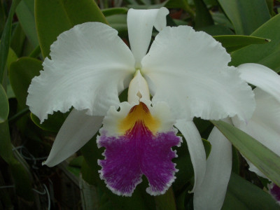 Cattleya Harold 'alba'