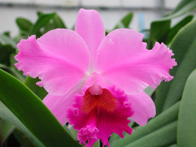 Cattleya Hybride (in Blüte/Knospe)