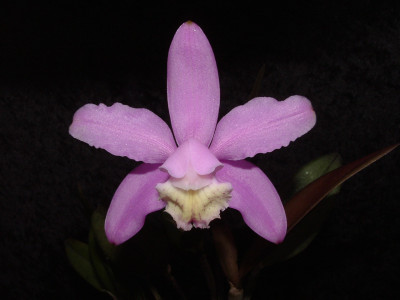 Cattleya kerrii (Jgpfl.)