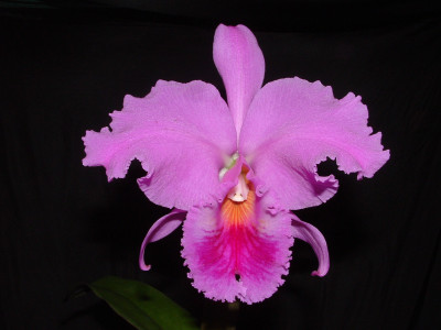 Cattleya labiata 'Goliath'