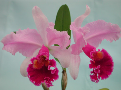 Cattleya Moneymaker x Irene Holquin