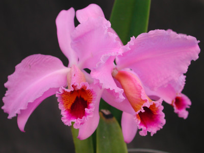 Cattleya percivalliana