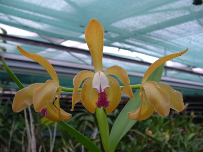 Cattleya porphyroglossa