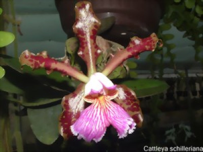 Cattleya schilleriana 'imperialis'