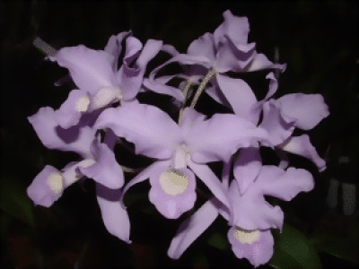 Cattleya skinneri 'coerulea'