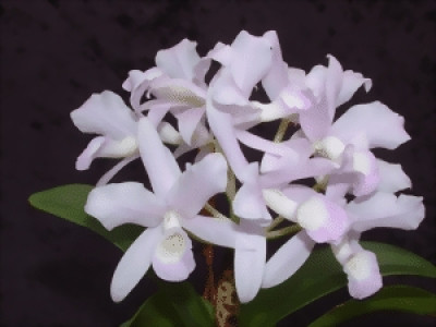 Cattleya skinneri 'amoena'