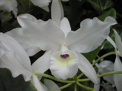 Cattleya skinneri 'albescens' (in Blütenscheide)