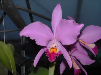 Cattleya warneri SM/DOG