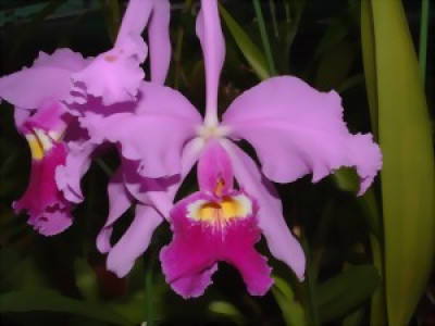 Cattleya warszewiczii 'sanderiana'