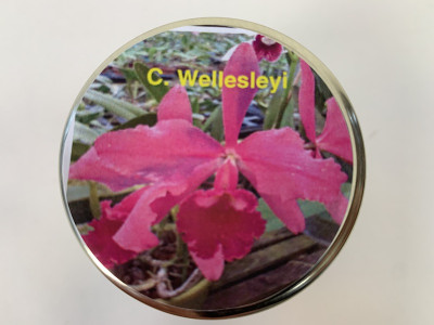 Cattleya Wellesleyi (im sterilen Glas)