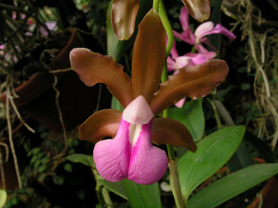 Cattleya bicolor (Jgpfl., frisch getopft)