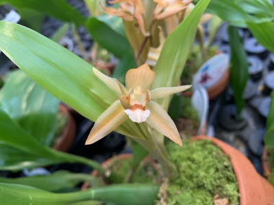 Coelogyne lentiginosa x monilirachis