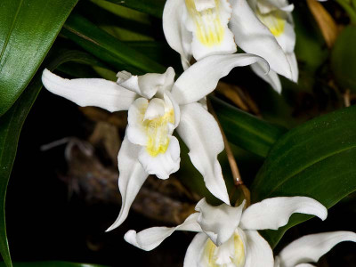 Coelogyne glandulosa