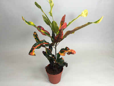 Croton variegatum
