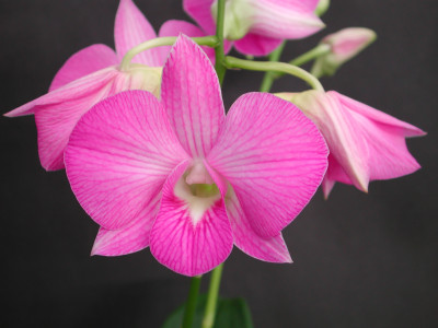 Dendrobium compactum Hybride