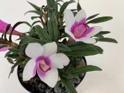 Dend. (cuthbertsonii x sulawesiense 'Pink') x cuthbertsonii (in Blüte/Knospe)