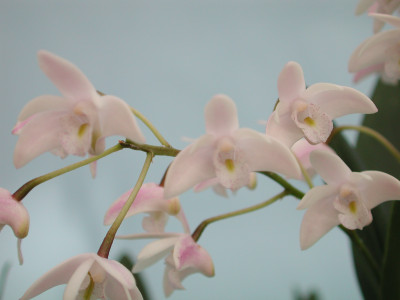 Dendrobium delicatum (Mehrere Rispenansätze)