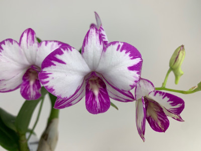 Dendrobium Enobi Purple 'Splash' AM/AOS (2 Rispen)