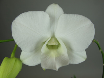 Dendrobium khampangsan 'white'