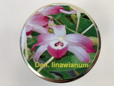 Dendrobium linawianum (im sterilen Glas)