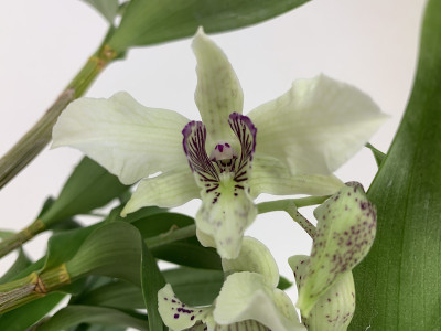 Dendrobium Nora Tokunaga