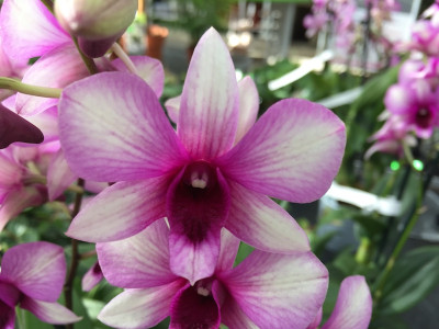 Dendrobium Sa-Nook 'Polar Fire' (1-2 Rispen)