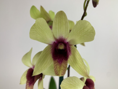 Dendrobium Sa-Nook 'Banana Chocolate'