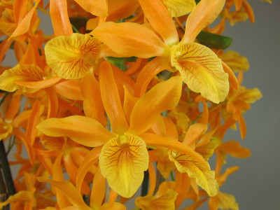 Dendrobium Stardust 'Firebird'