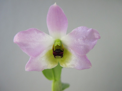 Dendrobium trantuanii (frisch getopft)