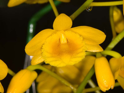 Dendrobium chrysotoxum