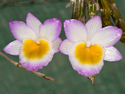 Dendrobium crepidatum